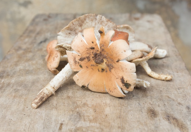 Termitomyces fuliginosus Heim mushroom on rustic table