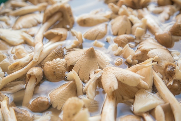 Termitomyces mushroom, termite mushroom