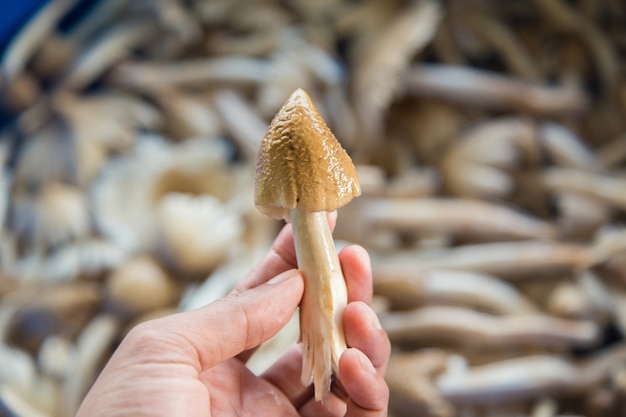 Photo termitomyces mushroom, termite mushroom