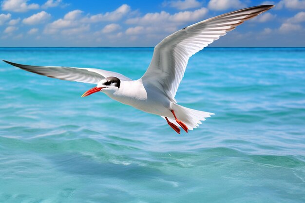 Tern vogel vliegt over de zee