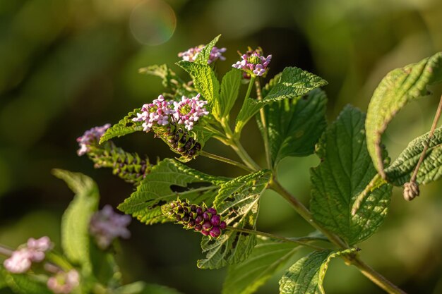 Ternate Lantana Plant