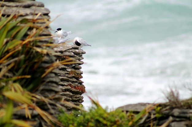 Terns on rock formation against sea
