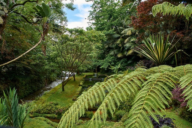 Premium Photo Terra nostra botanical garden in ponta delgada in the
