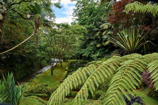 Photo terra nostra botanical garden in ponta delgada in the azores