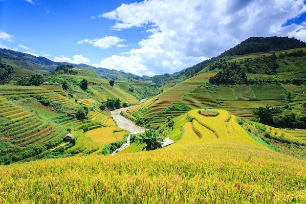 Terrace rice field at Mu  Cang Jai, Vietnam.