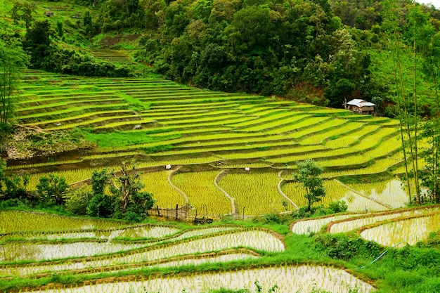 Террасное рисовое поле в северном Таиланде. Рисовые поля Тамбон Мае Хо Мае Сарианг в Мае Хонг Сон, Таиланд.