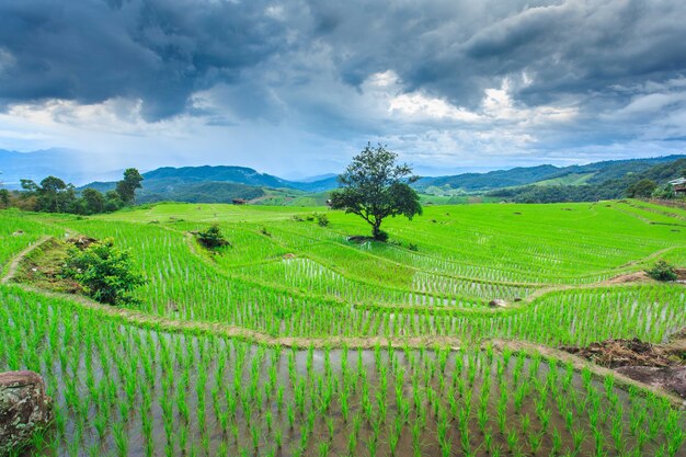 Terrace rice field, Thailand