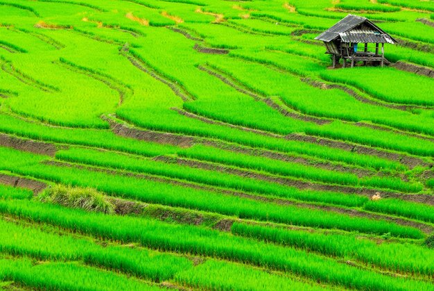 Terrace rice fields in mae chaem district chiang mai thailand