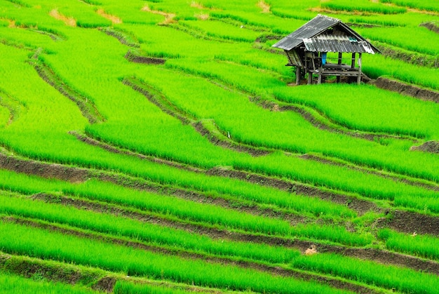 Terrace rice fields in Mae Chaem District Chiang Mai Thailand