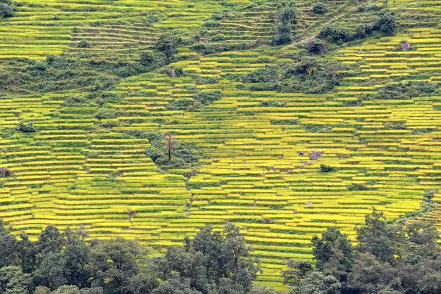 Terrace rice fields in Nepal