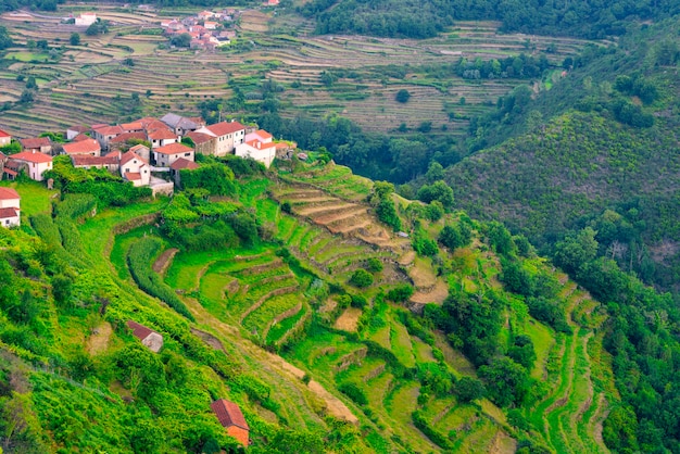 Terraced corn cultivation in the Vez river valley in Sistelo, Arcos de Valdevez in Portugal.