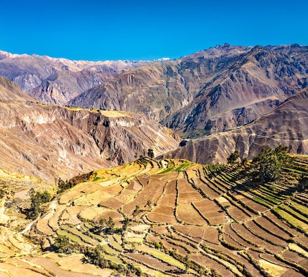 Photo terraced fields in the colca canyon at cabanaconde in peru