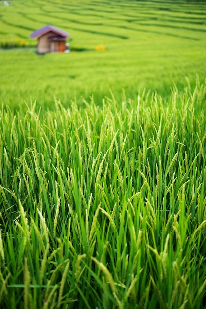 Terraced Green paddy Rice field with small bamboo hut, Chiang Mai, Thailand