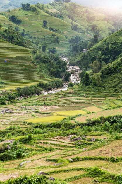 Giacimento a terrazze del riso dopo il raccolto sulla montagna in sapa, vietnam