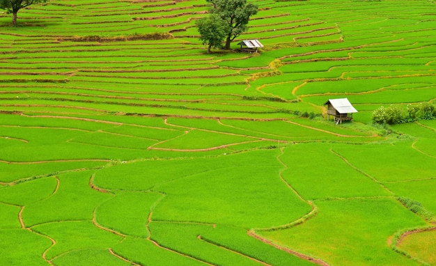 Terraced rice field in Chaloem Phra Kiat district