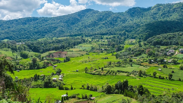 Terraced Rice Field in Chiangmai Royal Project Khun Pae Northern Thailand