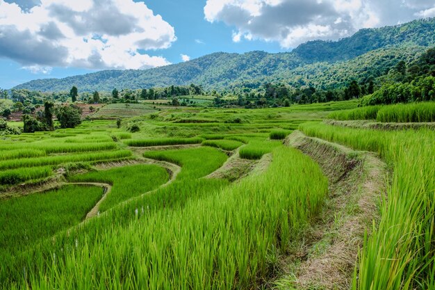 Terraced Rice Field in Chiangmai Royal Project Khun Pae Northern Thailand