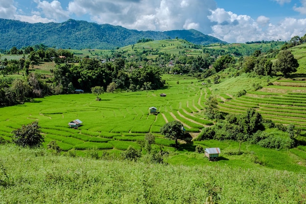 Terraced Rice Field in Chiangmai Royal Project Khun Pae Northern Thailand