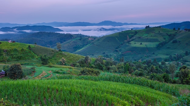 Terraced Rice Field in Chiangmai Thailand