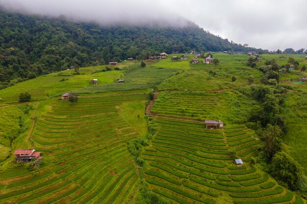 Terraced Rice Field in Chiangmai Thailand