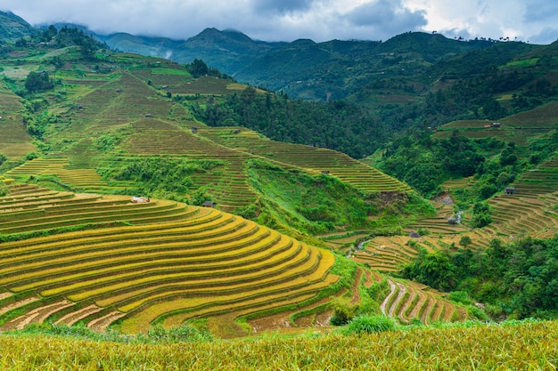 Photo terraced rice field in harvest season