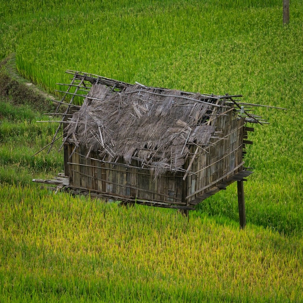 Giacimento a terrazze del riso in mu cang chai, vietnam