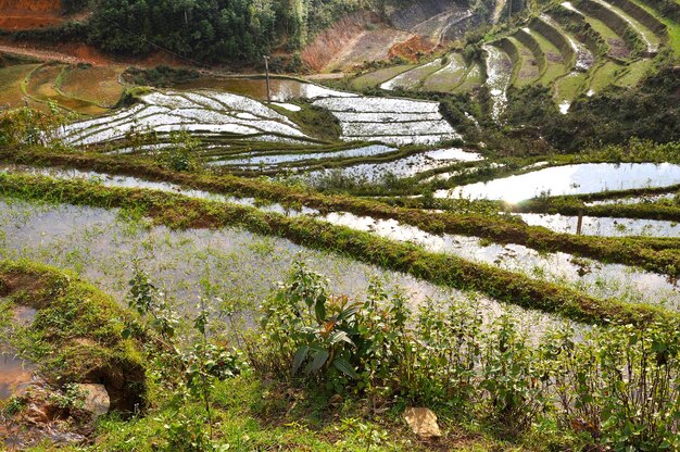 Terraced rice field in Northern Vietnam