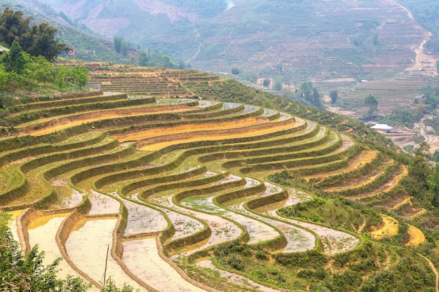 Foto giacimento a terrazze del riso in sapa, vietnam