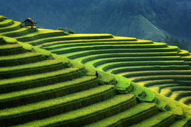 Фото Террасная рисовая плантация в mu cang chai, вьетнам. ландшафтная террасная рисовая плантация во вьетнаме. плантация риса mu cang chai простирается через склон горы во вьетнаме. вьетнам плантации пейзаж.