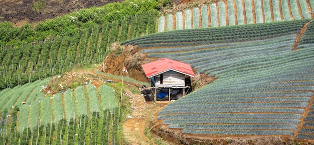 terraced vegetable garden on the hill