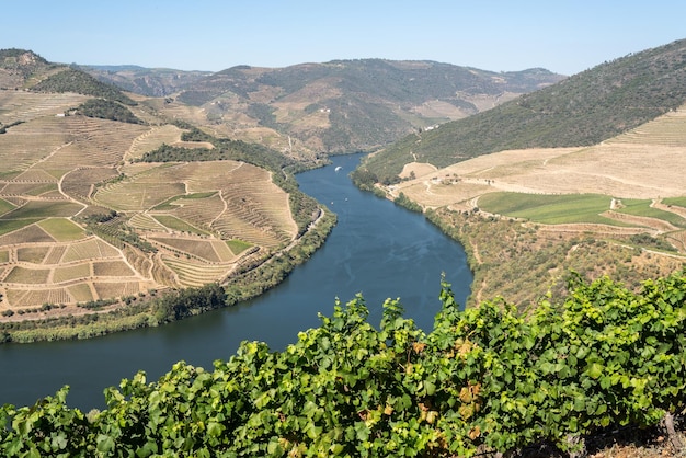 Terraces of grape vines for port wine production line the hillsides of the Douro valley in Portugal