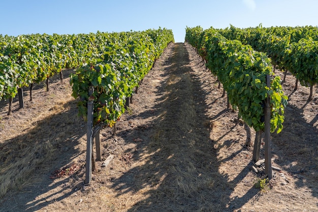 Terraces of grape vines for port wine production line the hillsides of the Douro valley in Portugal