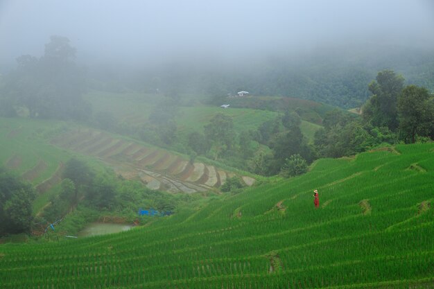 terraces rice field at pa bong paing village, Chiang mai, Thailand