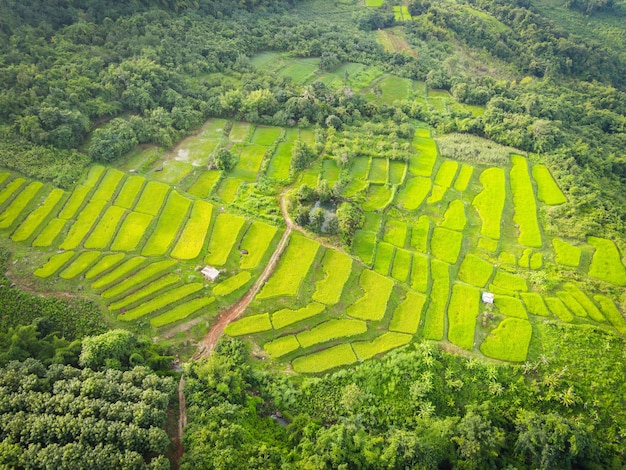 Terrazze risaie - vista dall'alto del campo di riso dall'alto con appezzamenti agricoli di diverse colture in verde, vista aerea della fattoria di piantagioni di risaie verdi su sfondo di montagna