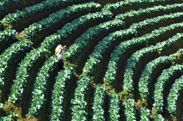 Terracing