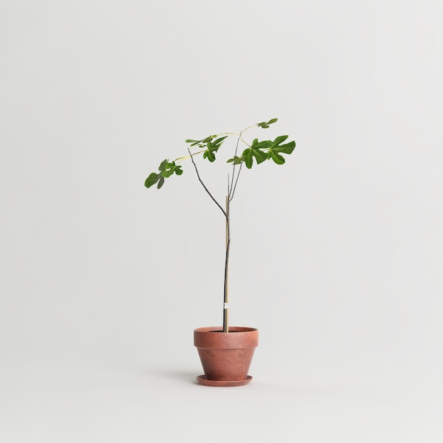 Terracotta plant pots isolated on white background