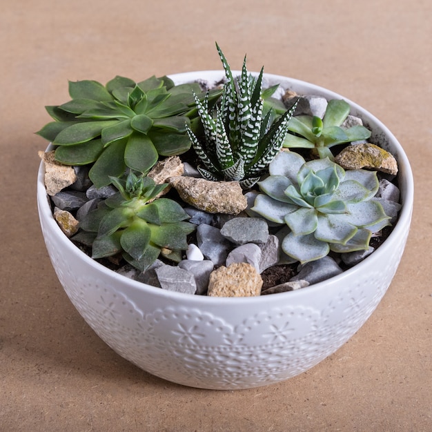 Terrarium plant in the ceramic pot