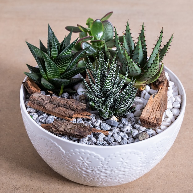 Terrarium plant in the ceramic pot