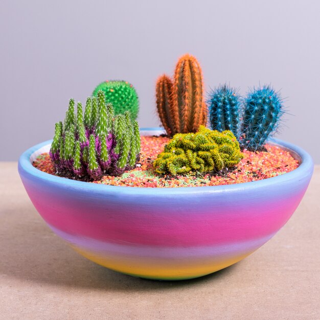 Terrarium plant in the colorful ceramic pot