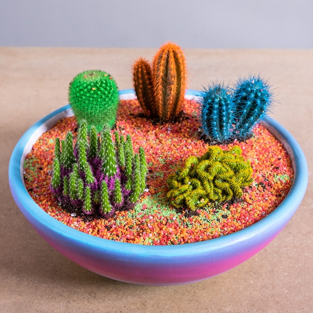 Terrarium plant in the colorful ceramic pot
