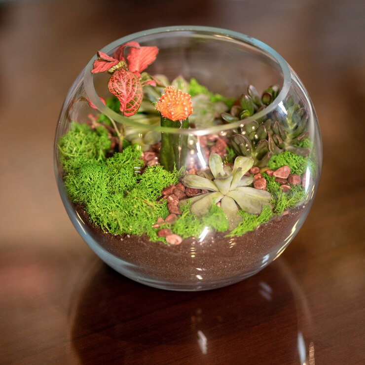 Terrarium plant in the round glass