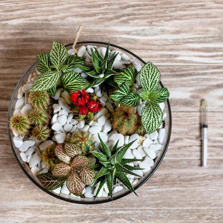 Terrarium plant with watering needle from above
