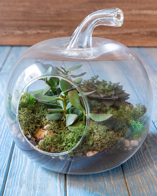 Terrarium, sand, rock, succulent, cactus, moss in the glass