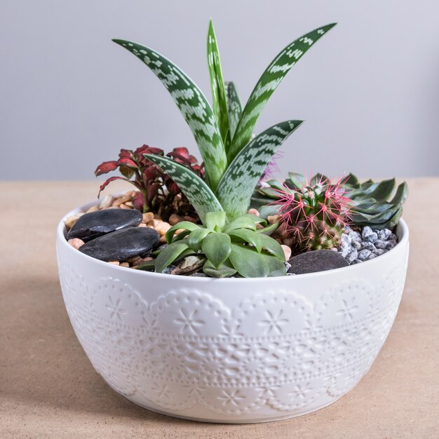 Terrariumplant in de witte keramiek pot