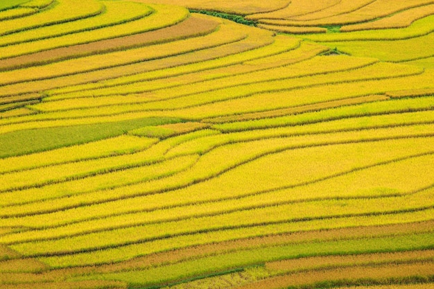 Terrasrijstgebied in Mu Cang Jai, Vietnam.