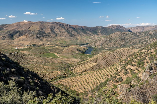 Terrassen van wijnstokken voor de productie van portwijn langs de hellingen van de Douro-vallei in Barca de Alva in Portugal