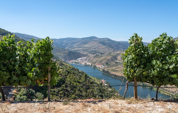 Terrassen van wijnstokken voor de productie van portwijn langs de hellingen van de Douro-vallei in Portugal