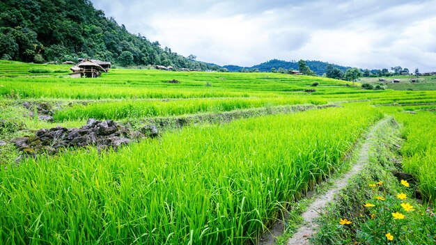 Terrasvormig groen padieveldgebied in bewolkte dag, Chaingmai, Thailand