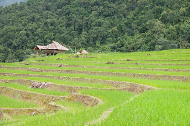 Terrasvormig padieveld in Pa Pong Pieng, Mae Chaem, Chiang Mai, Thailand.