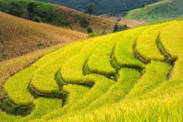 Terrasvormig padieveldgebied in chiangmai, thailand